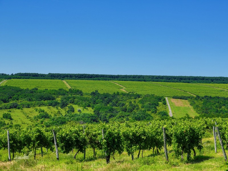 Borkultúra testközelből
