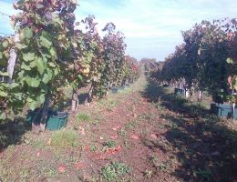 kekfrankos 2 rotated e1608418234280