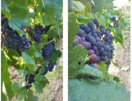 photogrid 1503392244516