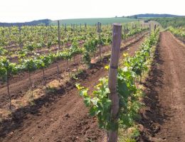 roszkos szólóbirtokx433